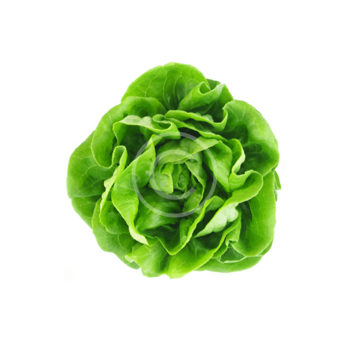 Fresh Lettuce